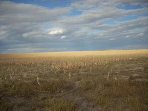 Harris Singer - Daddy Toronto, Canada