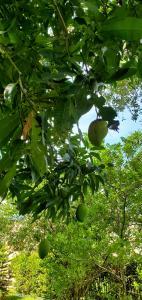 Robert Richie - Daddy Grand Rapids City, USA